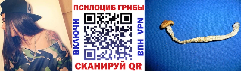 Купить  Кунгур  Псилоцибиновые грибы Psilocybine cubensis 